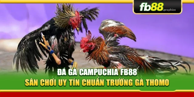 Đá Gà Campuchia FB88 – Sân Chơi Uy Tín Chuẩn Trường Gà Thomo